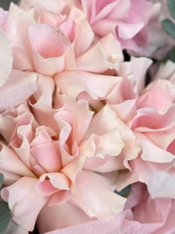 Роза вывернутая розовая 60 см