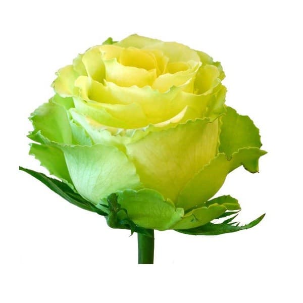 Роза зеленая 50 см по акции от 101 шт Роза зеленая 50 см по акции от 101 шт