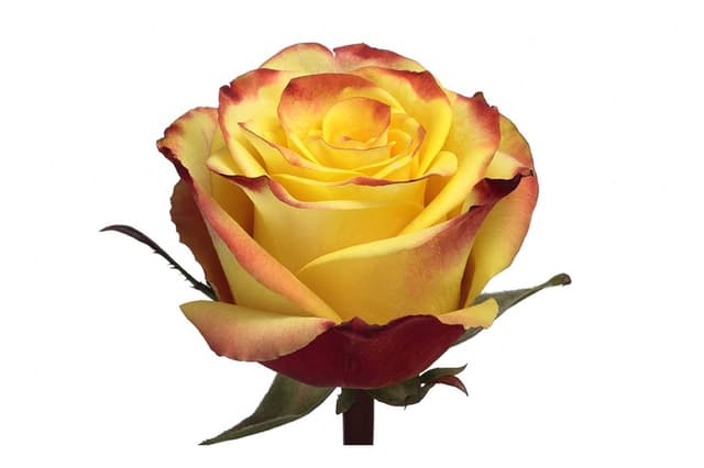 Роза желтая 70 см по акции от 101 шт Роза желтая 70 см по акции от 101 шт