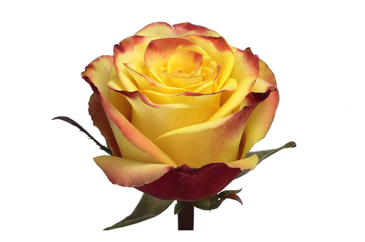 Роза желтая 90 см по акции от 25 шт