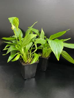 Спатифиллум Шопен,s