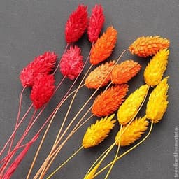 Сухоцвет: Фалярис пучок