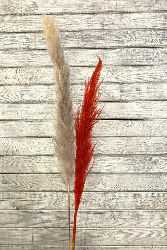 Сухоцвет: Кортадерия цветная Сухоцвет: Кортадерия цветная