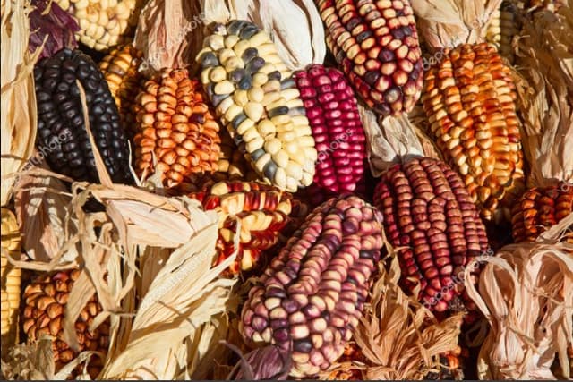 Сухоцвет: Кукуруза декоративная Сухоцвет: Кукуруза декоративная