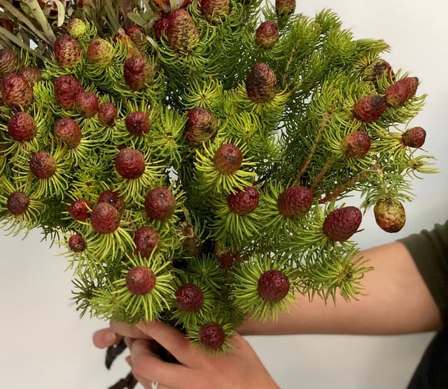 Сухоцвет: Кумосум (шишки) Сухоцвет: Кумосум (шишки)