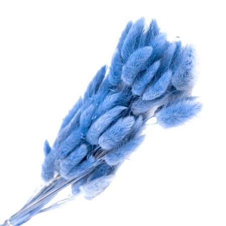 Сухоцвет: Лагурус пучок (васильковый) Сухоцвет: Лагурус пучок (васильковый)