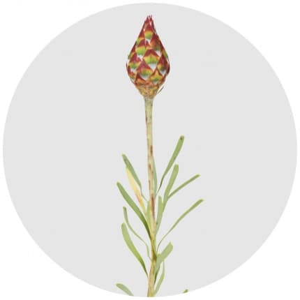 Сухоцвет: Рубрум (шишки) Сухоцвет: Рубрум (шишки)