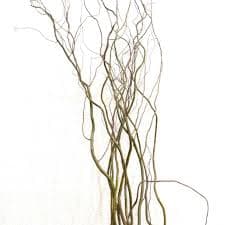 Сухоцвет: Саликс Сухоцвет: Саликс