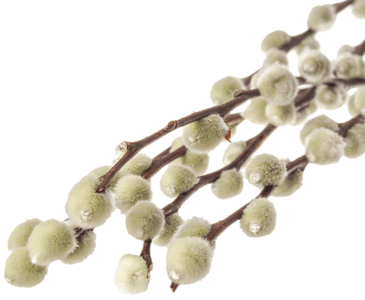 Сухоцвет: Верба Сухоцвет: Верба