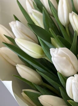 Тюльпаны белые