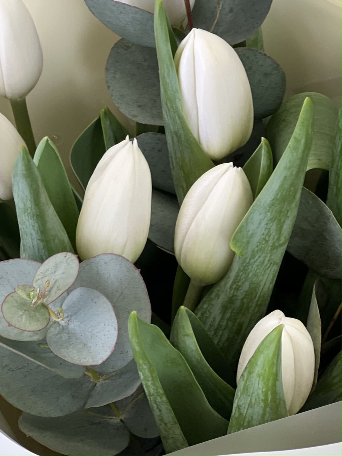 Тюльпаны белые