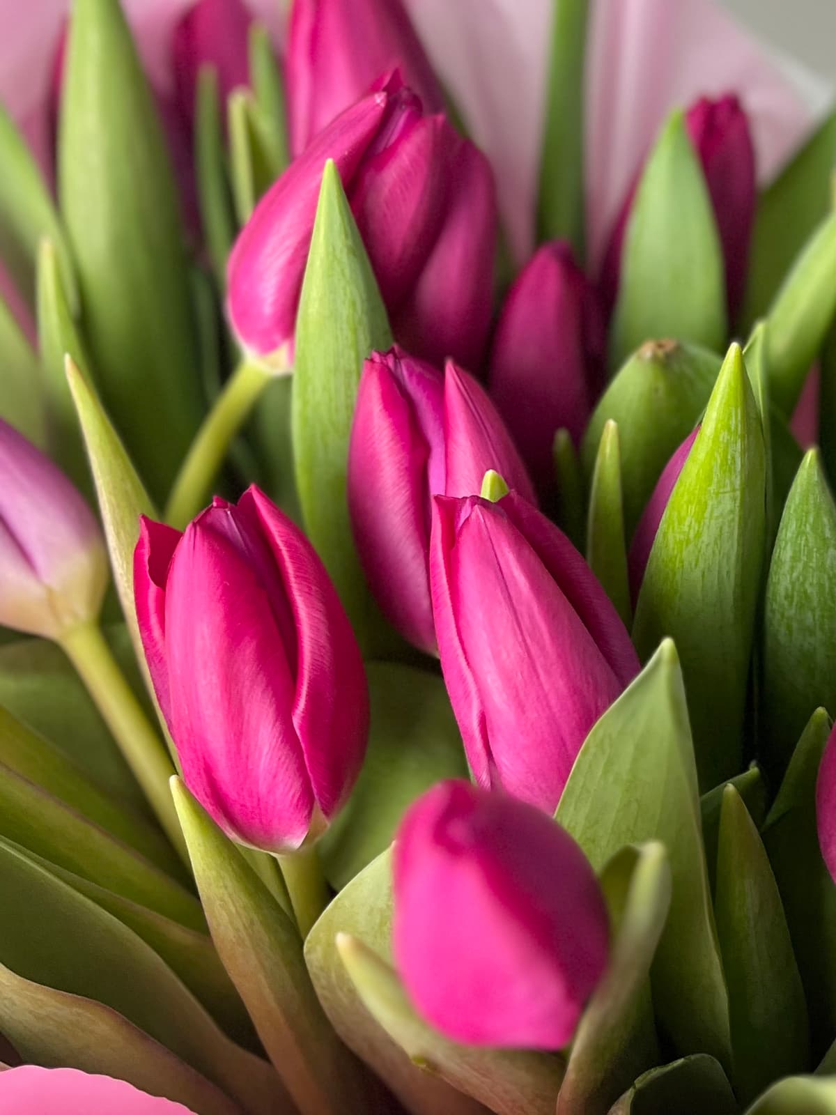 Тюльпаны фиолетовые