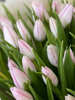 Тюльпаны нежно розовые