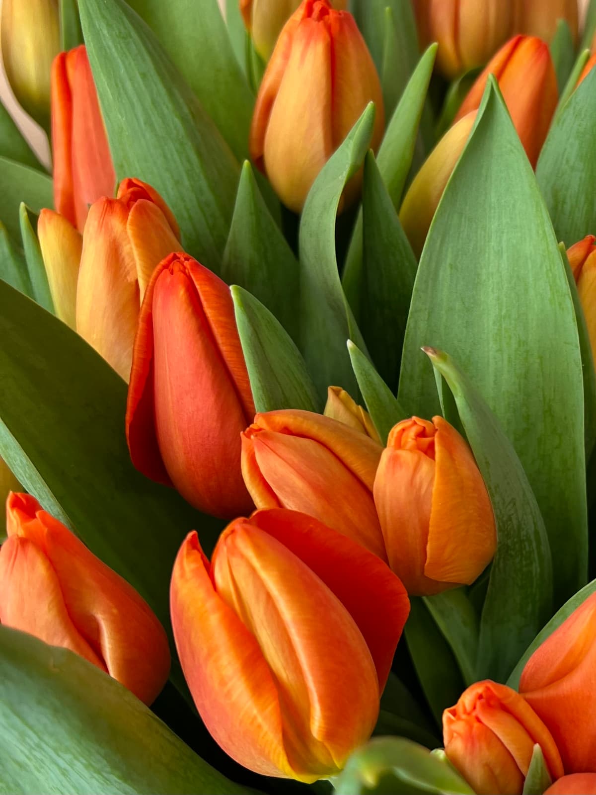 Тюльпаны оранжевые