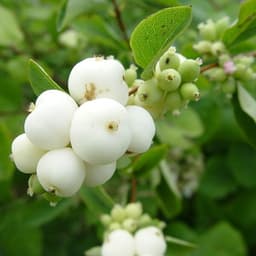 Ягоды: Снежноягодник