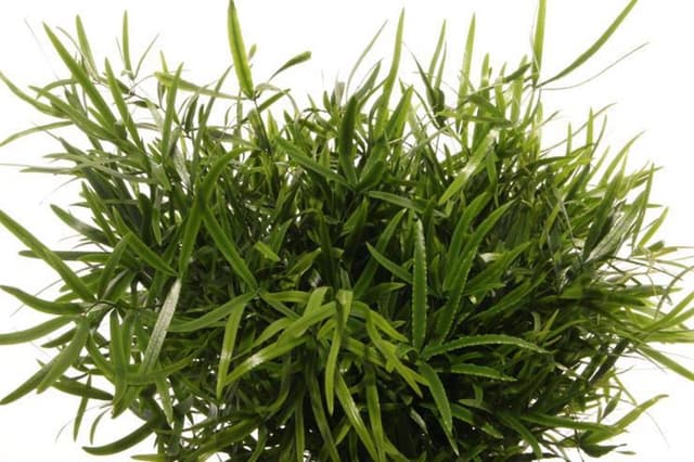 Зелень: Аспарагус Фалкатус Зелень: Аспарагус Фалкатус