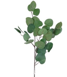 Зелень: Эвкалипт популус