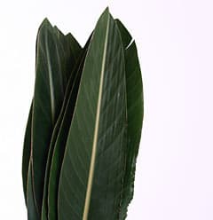 Зелень: Листья стрелиции Зелень: Листья стрелиции