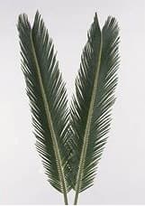 Зелень: Цикас Зелень: Цикас